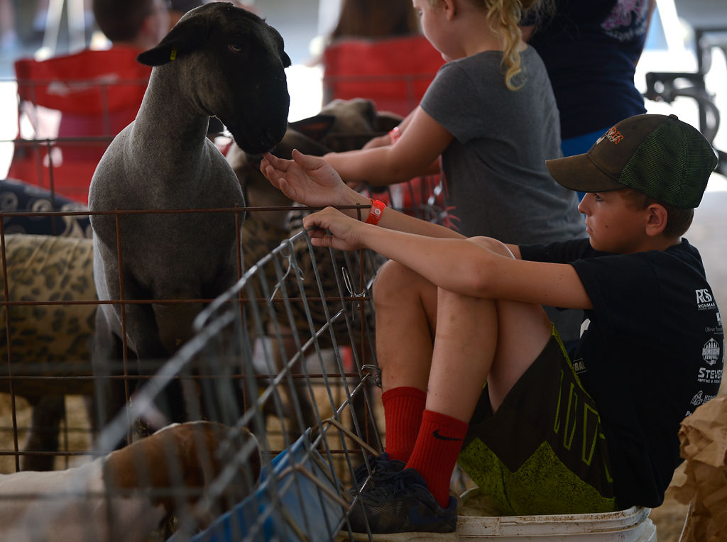 Adam Rhoades hangs out with his sheep during the Master Showman